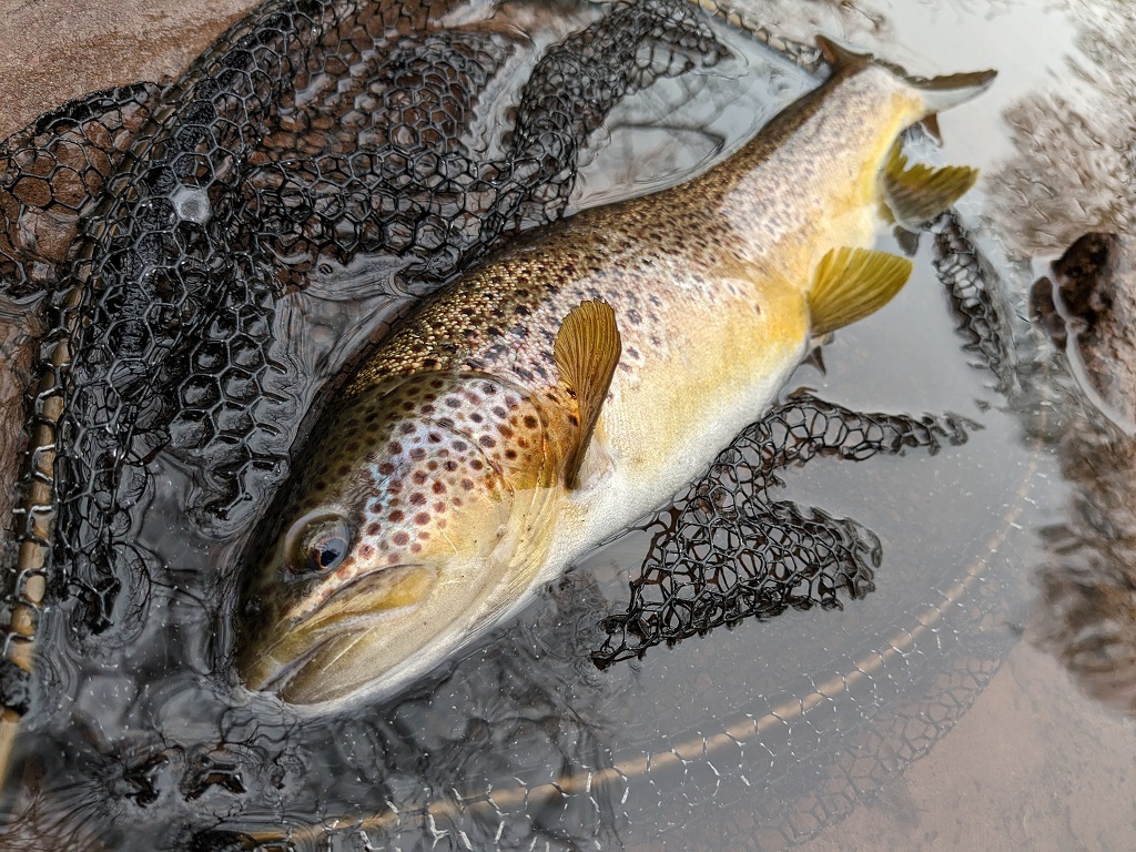 river usk trout caught by a fly fishing guide