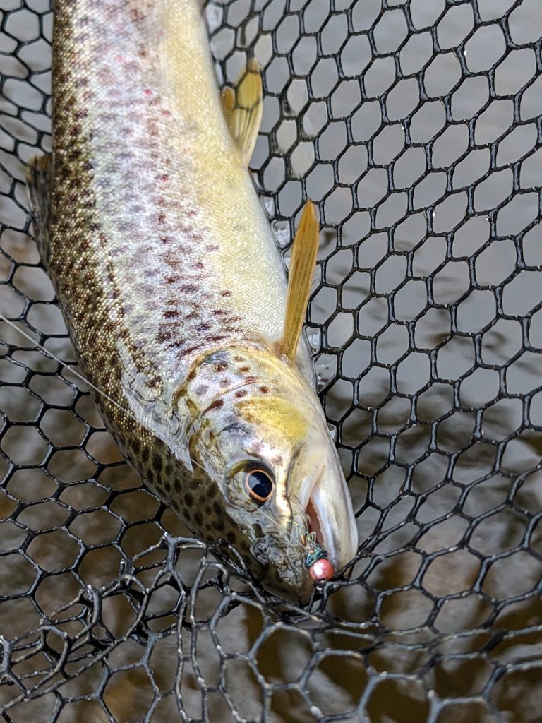 river sirhowy wild trout