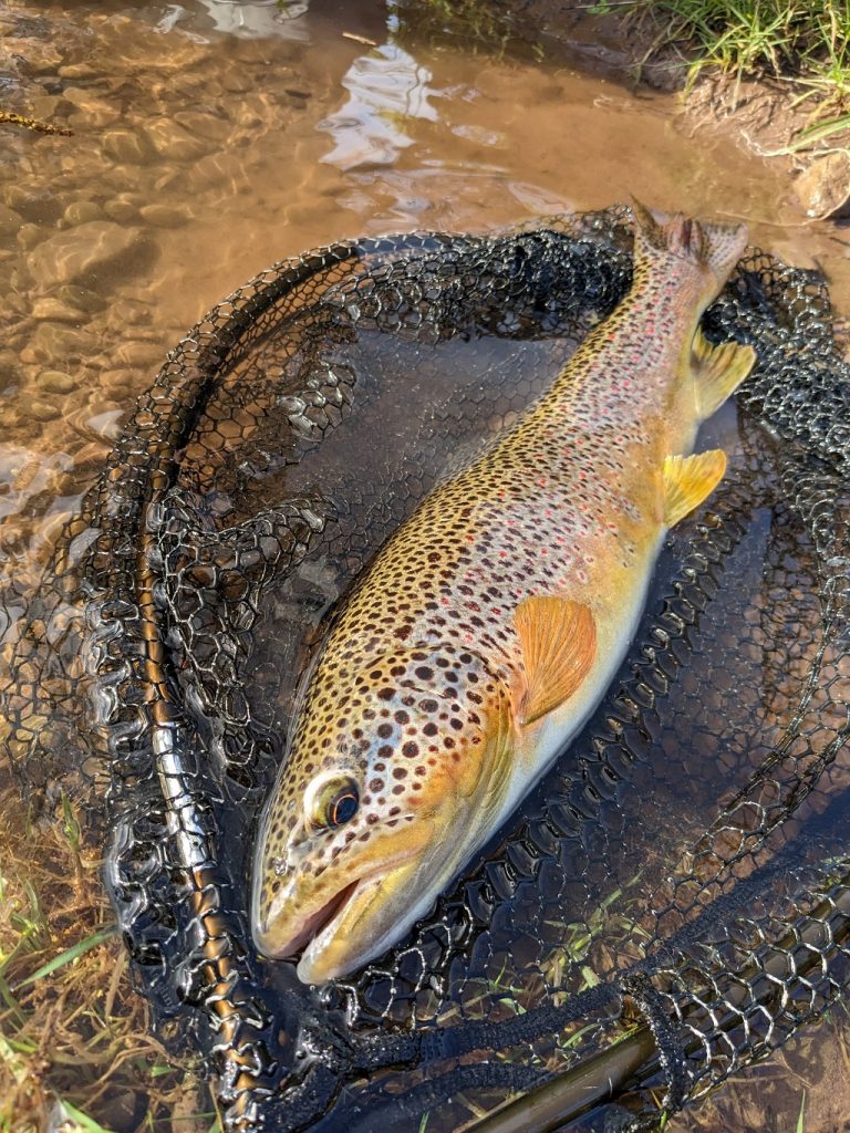 fly fishing guide Wales
