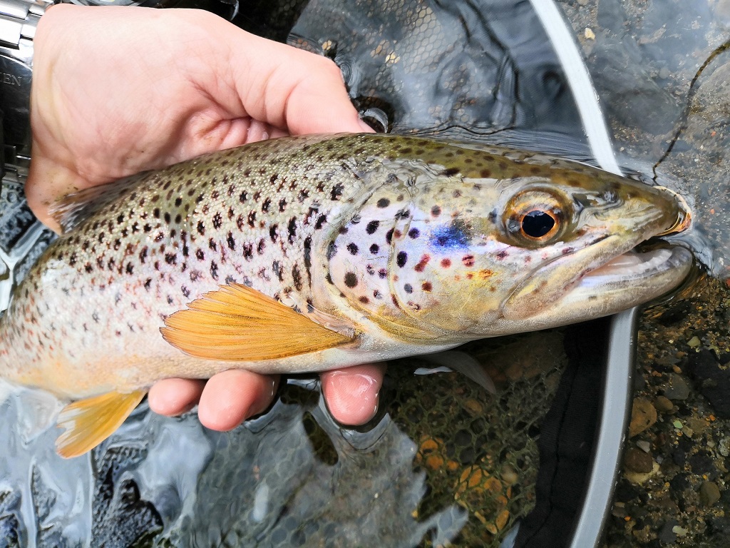 Fly fishing rivers – Fly Fishing Wales